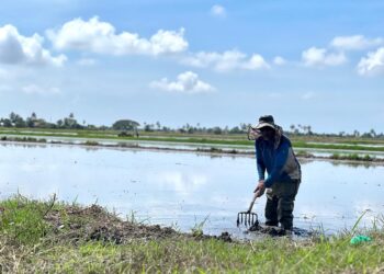 SEORANG pesawah, Azizan Saad,56, melakukan persediaan mengusahakan tanaman padi meskipun lewat menerima bekalan benih di Simpang Empat, Arau, Perlis, semalam.-UTUSAN/MOHD. HAFIZ ABD. MUTALIB