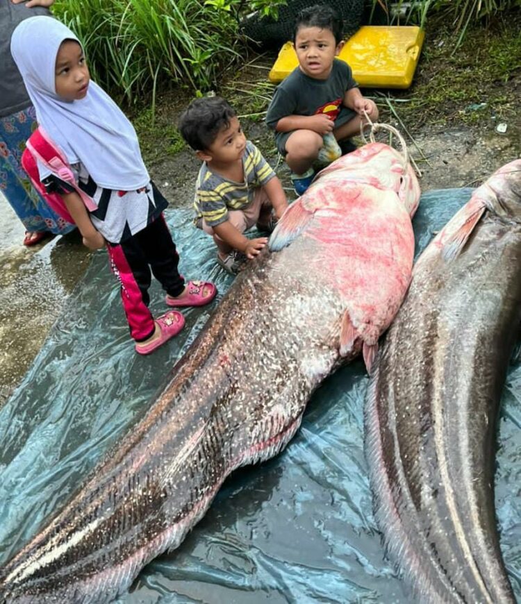 Ikan Tapah Seberat 75 Kg Terperangkap Dalam Pukat Utusan Malaysia