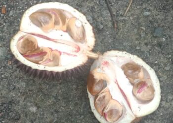 DURIAN kura-kura ini dikatakan mampu membantu memberi kekuatan badan dan tenaga batin.