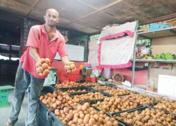 YAHAYA Hamid menunjukkan buah taban yang dijual di Kampung Batu Malim, Raub, Pahang. - UTUSAN/HARIS FADILAH AHMAD