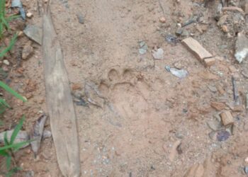 TAPAK kaki harimau belang dikesan di kawasan kebun getah penduduk Orang Asli di Pos Tohoi, Gua Musang, Kelantan.-IHSAN PENDUDUK.