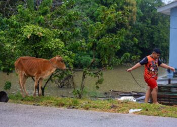 SEORANG remaja lelaki memindahkan lembu peliharaannya ke tempat selamat selepas Kampung Tersang, Rantau Panjang, Kelantan masih ditenggelami banjir.-UTUSAN/KAMARUL BISMI KAMARUZAMAN.