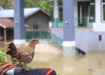 BEBERAPA buah kampung di Rantau Panjang, Kelantan masih ditenggelami banjir.-UTUSAN/KAMARU BISMI KAMARUZAMAN