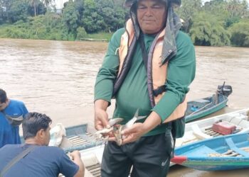 IDRIS Dollah menunjukkan spesies ikan Lik yang ditangkap menggunakan jaring di Sungai Tembeling berdekatan Kampung Bantal, Hulu Tembeling di Jerantut, Pahang. - UTUSAN/HARIS FADILAH AHMAD