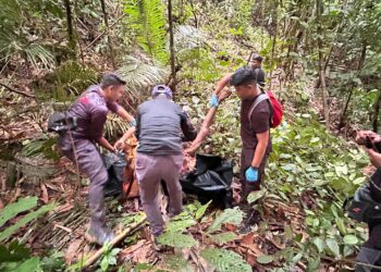 MAYAT lelaki warga Indonesia ditemukan dalam keadaan tidak sempurna dipercayai dibaham harimau belang di kawasan kebun getah Kuala Wok, Pos Pasik, Gua Musang, Kelantan.