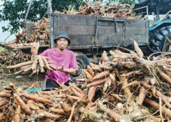 MUHAMAD Azizan Mat Zin menunjukkan sebahagian ubi kayu yang dijual di gerainya di Kampung Amir, Besut, Terengganu, semalam.- UTUSAN/WAN ZURATIKAH IFFAH WAN ZULKIFLI