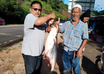 MOHD. NAWI Samah (kanan) dan Shafie Ibrahim mengangkat ikan patin ara seberat 14 kilogram di Kampung Kerambit di Lipis, Pahang.