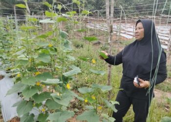 HAYATI Desa menunjukkan tanaman timun yang mula mengeluarkan hasil di kebunnya di Kampung Bakar Arang, Pekan Nanas, Pontian.