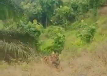 TANGKAP layar video lama menunjukkan seekor harimau di sebuah kebun kelapa sawit di Hulu Paka yang ditularkan semula dan didakwa di kawasan Felda Tenggaroh, Mersing.