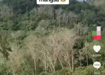 TANGKAP layar perkongsian video harimau mengaum di aplikasi TikTok sejak semalam.