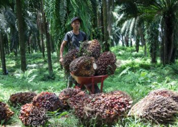 STRUKTUR awal Pertubuhan Peladang ialah berdasarkan kumpulan pengeluar dan bukannya Unit Pertanian Kecil. – GAMBAR HIASAN/AFP