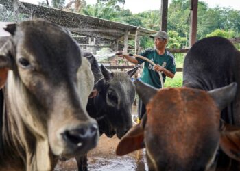 KERAJAAN seharusnya menyediakan tempat pemindahan sementara yang lebih selamat untuk haiwan ternakan sebelum musibah banjir.