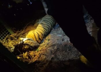 HARIMAU belang yang berjaya ditangkap Perhilitan Perak di RPT Tanjung Damai dekat Tanjung Rambutan di Ipoh hari ini. - UTUSAN/MEDIA SOSIAL