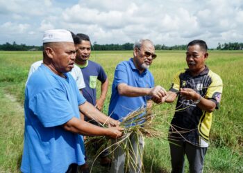 TAJUDDIN Abdul Rahman (dua dari kanan) bersama pesawah melihat padi yang rosak akibat penyakit hawar daun bakteria di Labu Kubong, Pasir Salak hari ini. - UTUSAN/UTUSAN/ZULFACHRI ZULKIFLI