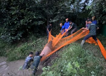 ANGGOTA APM dan Perhilitan menyelamatkan tapir cedera di Jalan Parit 16, Sungai Panjang, Sabak Bernam, Selangor.