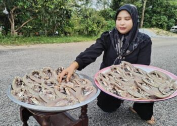 SITI Nurhidayah Mohd. Seman menjemur ikan bekok yang baru diproses di Kampung Padang Luas, Besut, semalam. - UTUSAN/ WAN ZURATIKAH IFFAH WAN ZULKIFLI