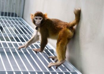 MONYET rhesus Retro dihasilkan melalui penggantian trofoblas. - AFP