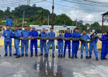 ANGGOTA APM Kuala Pilah mengambil masa tiga minit bagi menangkap seekor ular sawa seberat 120 kilogram di sebuah kandang kambing di Terentang, Batu Kikir, Kuala Pilah semalam.