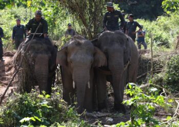 DUA ekor gajah denak, Abot dan Rambai digunakan bagi memujuk dan menarik Yob Napi (tengah) yang ditangkap Perhilitan Perak di Kampung Chepor, Lenggong hari ini. - UTUSAN