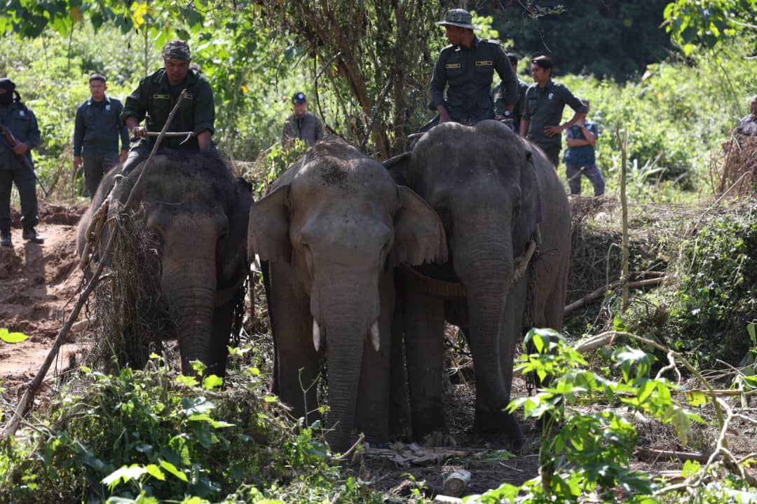 Perhilitan Tangkap Empat Gajah Liar Di Lenggong - Utusan Malaysia