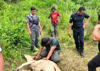 ANGGOTA Perhilitan memeriksa bangkai lembu yang diserang harimau belang di Kampung Pahit Dalam, Gerik semalam. - UTUSAN