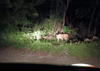 HARIMAU belang yang dijumpai berkeliaran di Kampung Kuala Kenering di Lenggong semalam. - UTUSAN