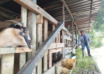 DALHAR Ahmad memberi makan kambing ternakannya yang terselamat dalam kejadian banjir di Kampung Maju Jaya, Jalan Kempas Lama, Johor Bahru.