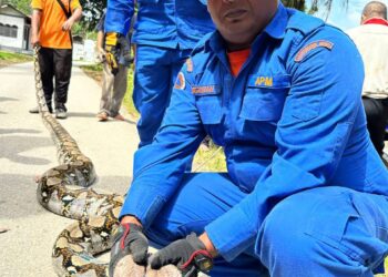 ANGGOTA APM Baling berjaya menangkap seekor ular sawa batik yang menelan seekor babi hutan di Kampung Charok Bakong, Dalam Wang di Baling.