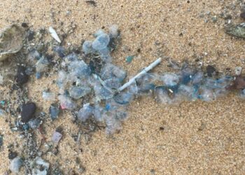 SEBAHAGIAN ubur-ubur berwarna biru yang ditemukan terdampar di Pantai Teluk Bidara, Dungun, kelmarin. - IHSAN UMT