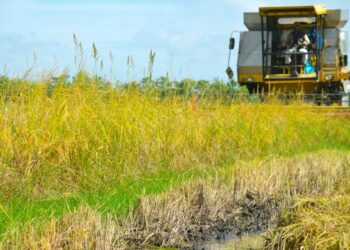 SELUAS 496.21 hektar kawasan tanaman padi di Perlis berdepan risiko sawah padi jerlus jika tidak ada sebarang tindakan diambil.- UTUSAN/IZLIZAN OTHMAN