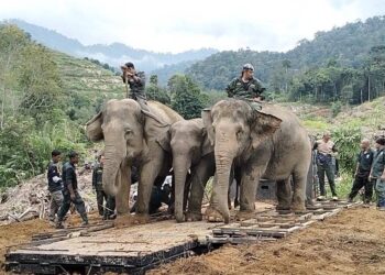 GAJAH denak, Abot dan Rambai digunakan dalam proses pemindahan gajah liar yang ditangkap di RPS Legap di Lintang, Sungai Siput hari ini. - UTUSAN