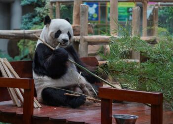 SALAH seorang panda yang ditempatkan di Pusat Konservasi Panda Gergasi (GPCC) Zoo Negara, Kuala Lumpur. - UTUSAN/FARIZ RUSADIO