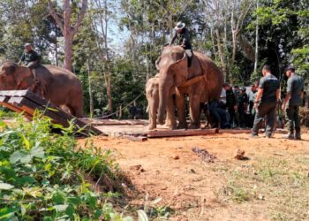 GAJAH liar yang merosakkan tanaman penduduk dipindahkan Perhilitan Perak dalam operasi translokasi di Lenggong kelmarin. - UTUSAN