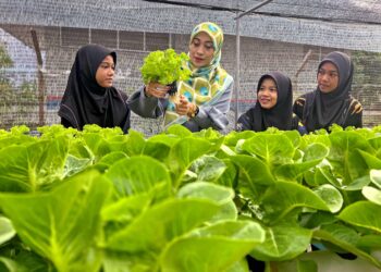 KU Liana Farhany Ku Abd. Halim merintis projek tanaman hidroponik bersama murid-muridnya menunjukan hasil segar di SK Kubang Gajah, Arau, Perlis. - UTUSAN/MOHD. HAFIZ ABD. MUTALIB