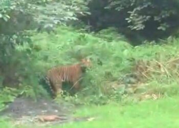 SEEKOR harimau belang yang ditemukan muncul di Jalan Kuala Balah-Dabong berhampiran Bukit Kiwi, Jeli, Kelantan pada Ahad.