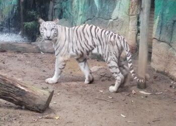 HARIMAU Putih yang diberi nama Elsa menghadapi beberapa masalah kesihatan sejak berada di Zoo Melaka pada 2019. - UTUSAN/AMRAN MULUP