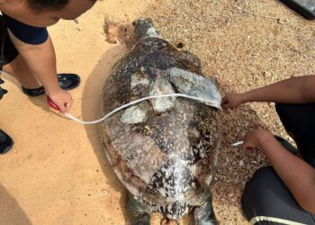 BANGKAI seekor penyu agar betina ditemukan di Pantai Batu 1 dekat Hotel Costa Rica, Port Dickson semalam.