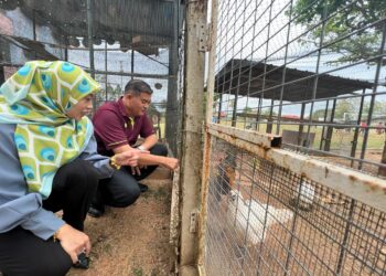 MAZLAN Abu Bakar (kanan) melihat haiwan ternakan seperti ayam yang diternak di dalam kawasan sekolah di SK Kubang Gajah, Arau, Perlis.- UTUSAN/MOHD. HAFIZ ABD. MUTALIB