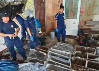 ANTARA peralatan curi kerang yang dirampas dalam operasi itu di sekitar Sungai Besar, Selangor.