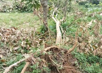 KESAN kerosakan pada pokok buah-buahan akibat diserang gajah yang menceroboh kebun milik penduduk di Kampung Pinang, Mukim Belantik, Sik, Kedah. - UTUSAN/NORLIA RAMLI