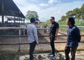 MUHAMAD AKMAL Saleh (tengah) melihat lima ekor lembu yang disita ditempatkan di dalam kandang milik Pejabat Pembangunan Pertanian Melaka di Semujuk, Jasin, Melaka.