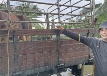 TUMIN Sumiran bersama lembu yang dimenanginya dalam Pertandingan Rembat Ikan Puyu di Kampung Jorak Ilahi, Bukit Pasir, Batu Pahat, hari ini. - UTUSAN/ADNAN IBRAHIM