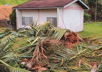 BEBERAPA batang pokok kelapa berdekatan kuarters guru musnah ditumbangkan kawanan gajah liar yang masuk mencari makanan di SMK Jubli Perak Sultan Haji Ahmad Shah, Kuala Tahan, Jerantut, Pahang, semalam.