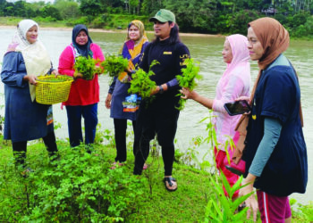 BEBERAPA orang pengunjung dibantu penduduk tempatan memetik pucuk paku untuk dicampur dalam masakan gulai asam rong di Kampung Gusai, Ulu Tembeling di Jerantut, Pahang. – UTUSAN/HARIS FADILAH AHMAD