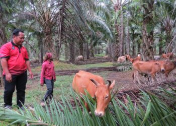 PENDUDUK dan penternak diselubungi kebimbangan selepas ada ternakan didakwa di baham harimau di RKT Kesedar Chalil di Gua Musang, Kelantan.UTUSAN/AIMUNI TUAN LAH