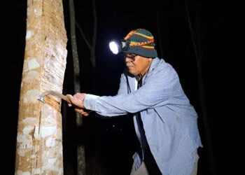 SEORANG penduduk menoreh getah pada waktu malam berikutan cuaca panas di Ladang Getah Felda Laka Selatan, Changlun.