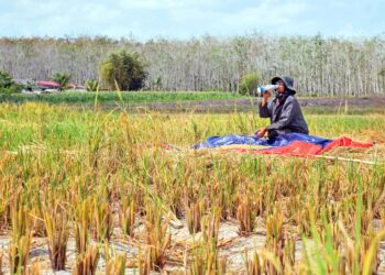 Sapiah Lee Nui terpaksa tuai padi sendiri selepas jentera menuai tidak boleh masuk berikutan sawah merekah dan kering kontang di Kok Klang, Perlis, semalam.– UTUSAN/IZLIZAN OTHMAN