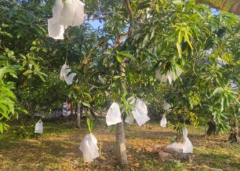 KEBANYAKAN pokok mempelam harumanis sekitar Perlis mula berbunga dan dijangka mengeluarkan hasil bermula pertengahan April ini. – UTUSAN/ASYRAF MUHAMMAD.