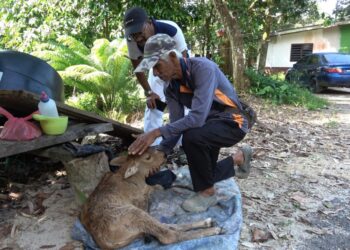 MAT Yazid Mat Husin (kanan) memeriksa keadaan anak lembunya yang cedera selepas diserang harimau kumbang di Kampung Jongok Batu, Hulu Dungun, Dungun,  Terengganu. - UTUSAN/NIK NUR IZZATUL HAZWANI NIK ADNAN