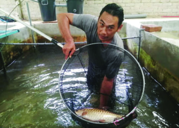 MOHD. Marzuki Abd. Ghani menunjukkan ikan kelah merah yang dipeliharanya di dalam kolam di rumahnya di Kampung Pasir Dula, Hulu Terengganu. - UTUSAN/NOOR HAYATI MAMAT